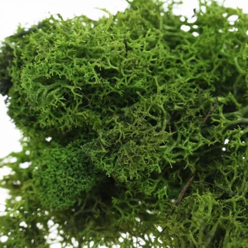 Floristik24 Muschio decorativo per artigianato Muschio naturale verde scuro conservato 40g