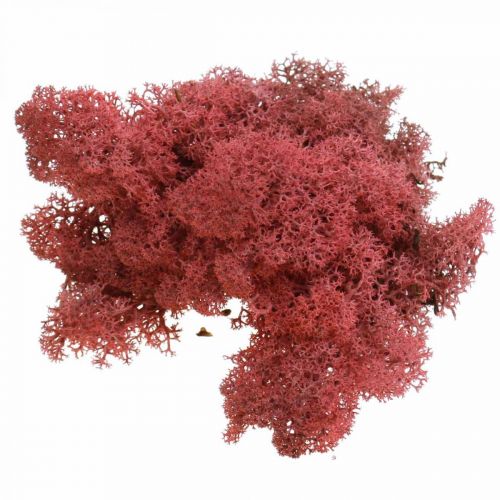 Floristik24 Muschio decorativo per artigianato Muschio naturale di colore rosso in busta da 40 g