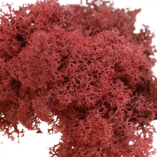 Prodotto Muschio decorativo per artigianato Muschio naturale di colore rosso in busta da 40 g