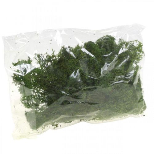 Floristik24 Muschio decorativo per artigianato Muschio naturale verde scuro conservato 40g