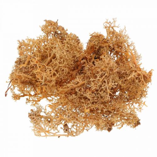 Floristik24 Muschio decorativo per artigianato Muschio naturale color arancio stabilizzato 40g