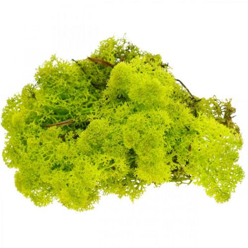 Floristik24 Deco muschio muschio di renna verde chiaro conservato 400 g