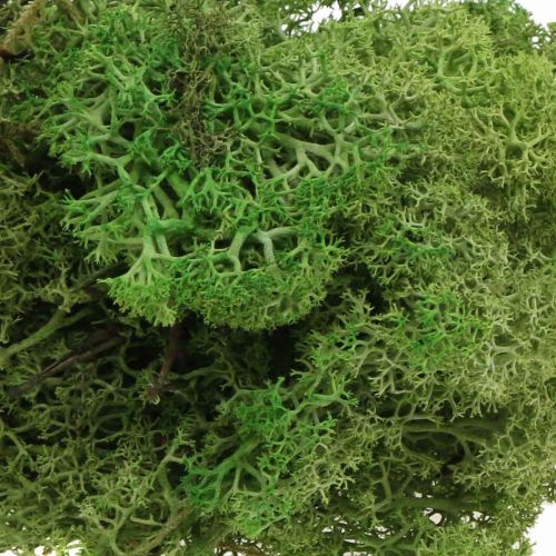 Prodotto Muschio islandese verde muschio 400g