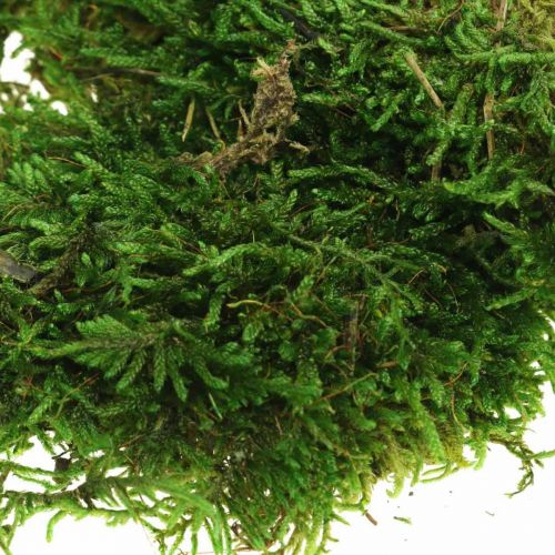 Floristik24 Muschio decorativo per artigianato verde, verde scuro 100g