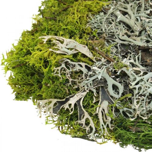 Prodotto Muschio decorativo per artigianato Mix di muschio e lichene verde, grigio 100g