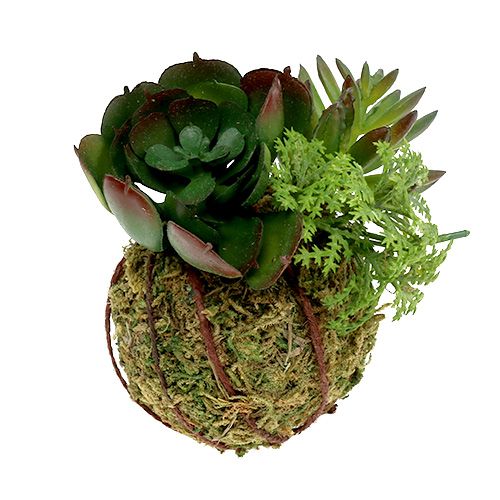 Floristik24 Kokedama Verde Artificiale Ø7cm