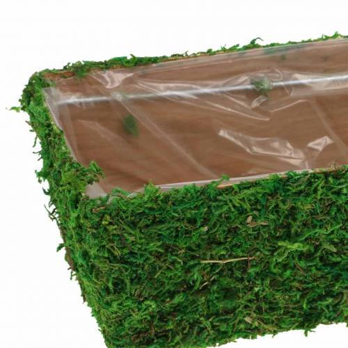Floristik24 Fioriera Verde Muschio 20×10cm H9cm