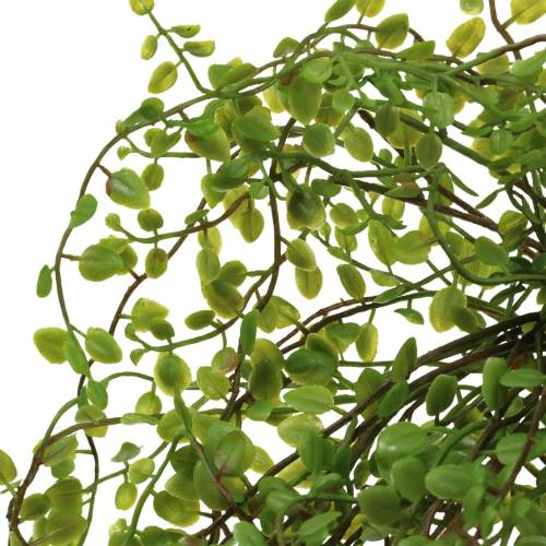 Floristik24 Mühlenbeckia Cespuglio Verde 42 cm