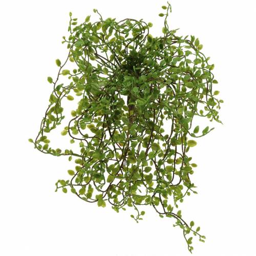 Floristik24 Mühlenbeckia Cespuglio Verde 42 cm