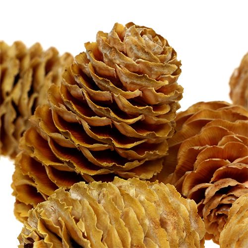 Prodotto Crema di coni Sabulosum 500g