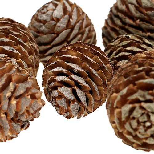 Floristik24 Coni Murii naturali 500g