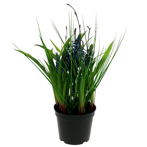 Muscari in vaso blu H 30cm