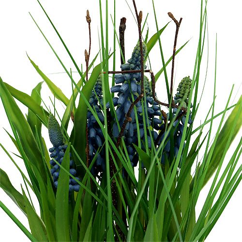 Floristik24 Muscari in vaso blu H 30cm
