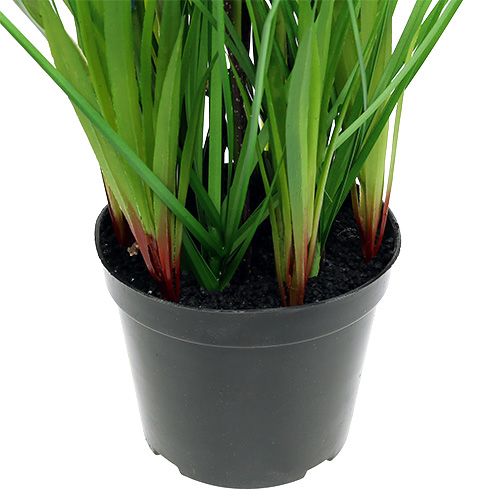 Floristik24 Muscari in vaso blu H 30cm