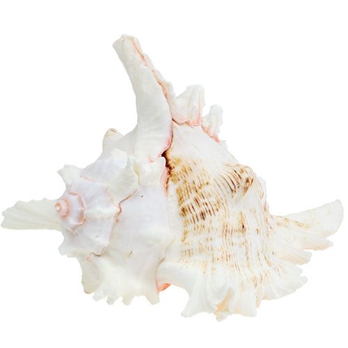Floristik24 Conchiglia Chicoreus ramosus 17,5 cm