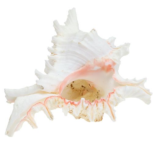 Floristik24 Conchiglia Chicoreus ramosus 17,5 cm