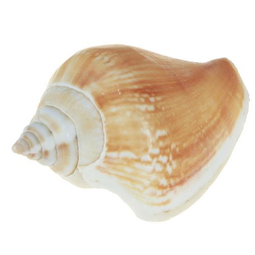 Prodotto Decorazione di conchiglie mix di conchiglie di lumache 4–8 cm naturale 400 g