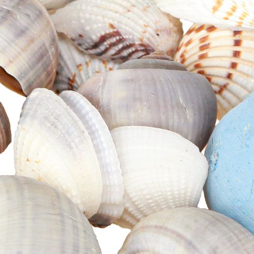 Prodotto Decorazione a conchiglia gusci di lumache blu naturale 3–5 cm 150 g