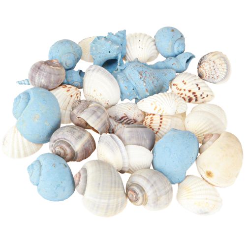 Prodotto Decorazione a conchiglia gusci di lumache blu naturale 3–5 cm 150 g