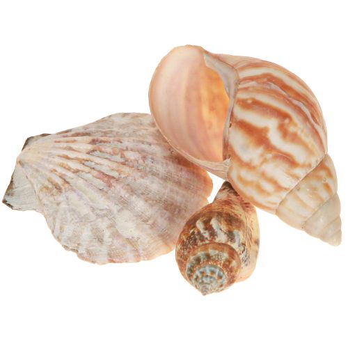 Decorazione conchiglia lumaca di mare naturale 350g × 3pz