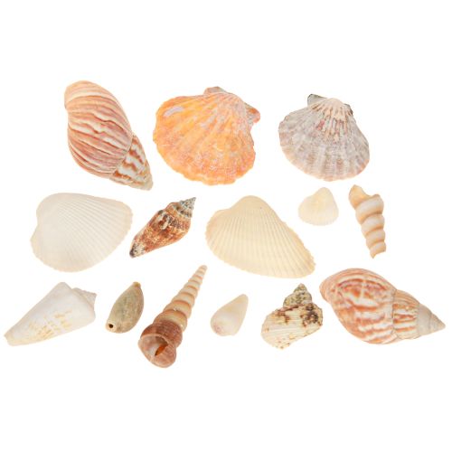 Prodotto Decorazione conchiglia lumaca di mare naturale 350g × 3pz