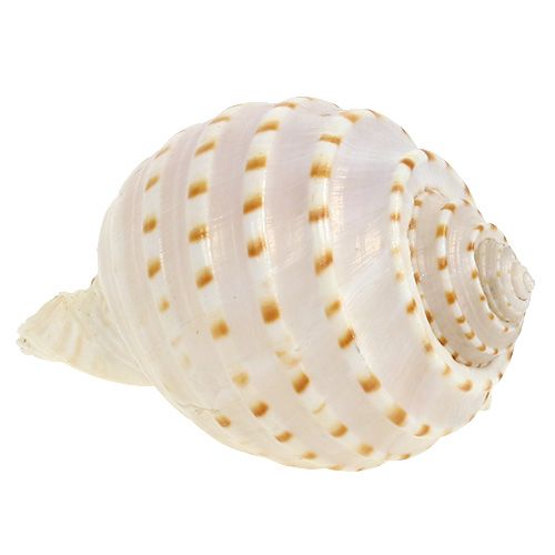 Floristik24 Tessalata di Cozze Tonna 7 pz