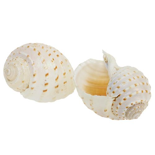 Prodotto Tessalata di Cozze Tonna 7 pz