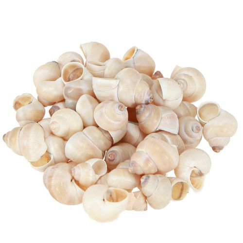 Floristik24 Umachi di Cozze 500g