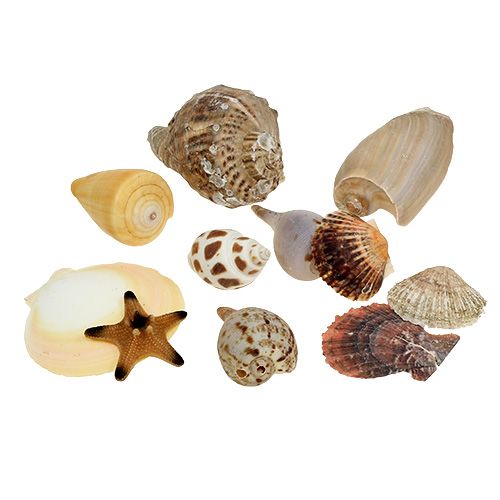 Floristik24 Shell mix in una scatola naturale 380g