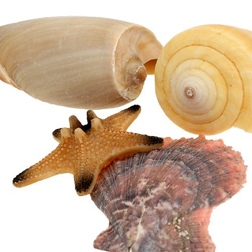 Floristik24 Shell mix in una scatola naturale 380g