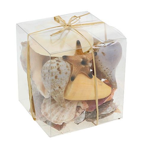 Floristik24 Shell mix in una scatola naturale 380g
