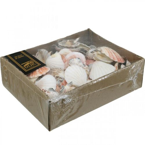 Floristik24 Scatola di conchiglie, capesante naturali, decorazione marittima H3–5cm 900g