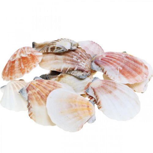 Scatola di conchiglie, capesante naturali, decorazione marittima H3–5cm 900g