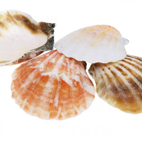 Floristik24 Scatola di conchiglie, capesante naturali, decorazione marittima H3–5cm 900g