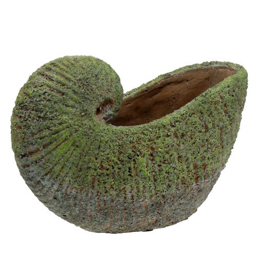 Floristik24 Cozza da piantare con muschio 28,5 cm x 14 cm H21 cm