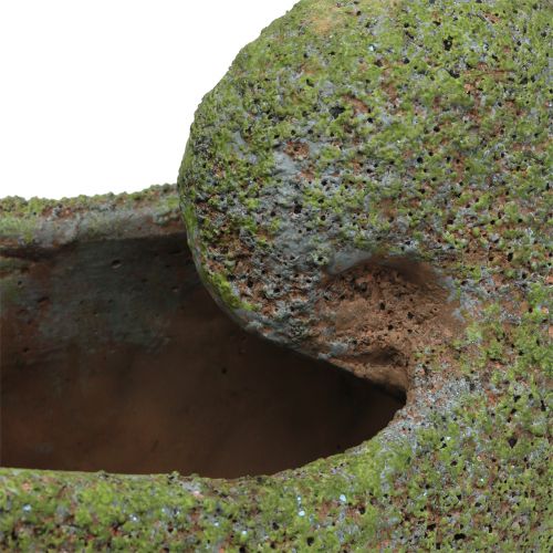 Floristik24 Cozza da piantare con muschio 28,5 cm x 14 cm H21 cm