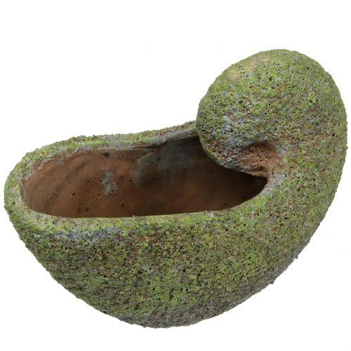 Floristik24 Cozza da piantare con muschio 28,5 cm x 14 cm H21 cm