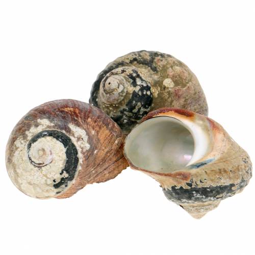 Prodotto Turbante shell alikreukel naturale 500g