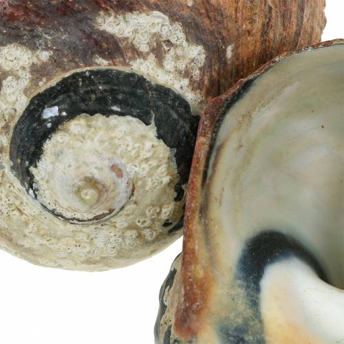 Prodotto Turbante shell alikreukel naturale 500g