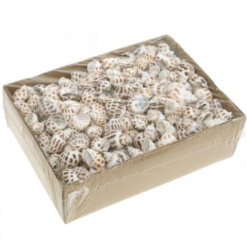 Prodotto Decorazione a conchiglia, lumaca mini deco, mix di lumache di mare L2–4cm 780g