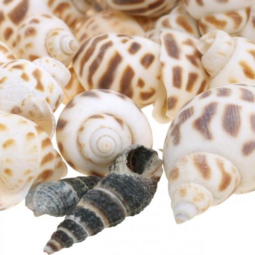 Prodotto Decorazione a conchiglia, lumaca mini deco, mix di lumache di mare L2–4cm 780g