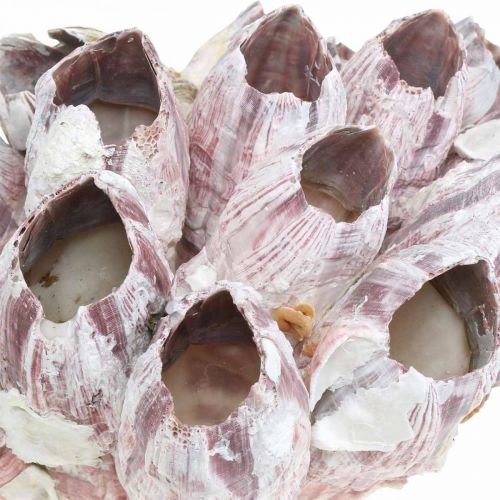 Prodotto Deco shell cirripedi natura, decorazione marittima
