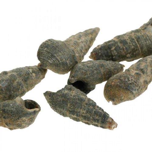 Prodotto Oggetti naturali, gusci di lumaca naturali 6–10 mm, decorazioni marine 1 kg