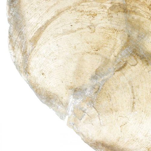 Prodotto Decorazione da spiaggia, conchiglie capiz 5-10 cm, oggetti naturali, madreperla, marittima 1 kg