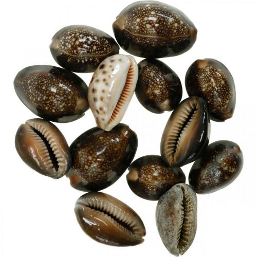 Floristik24 Cowrie shell deco natura decorazione marittima lumache di mare 500g