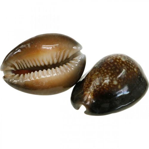 Prodotto Cowrie shell deco natura decorazione marittima lumache di mare 500g