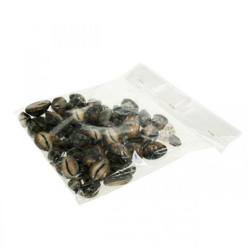 Floristik24 Cowrie shell deco natura decorazione marittima lumache di mare 500g
