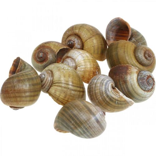 Floristik24 Decorazione lumaca, gusci di lumaca natura marittima, verde 10 pz