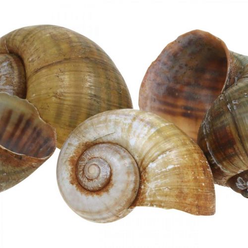 Floristik24 Decorazione lumaca, gusci di lumaca natura marittima, verde 10 pz