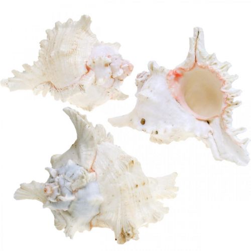 Floristik24 Conchiglia Chicoreus ramosus 16cm 3 pz